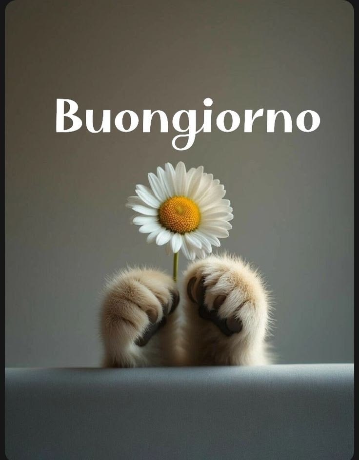 buongiorno gif cartoon