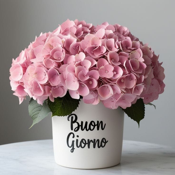 immagini buongiorno buon venerdi