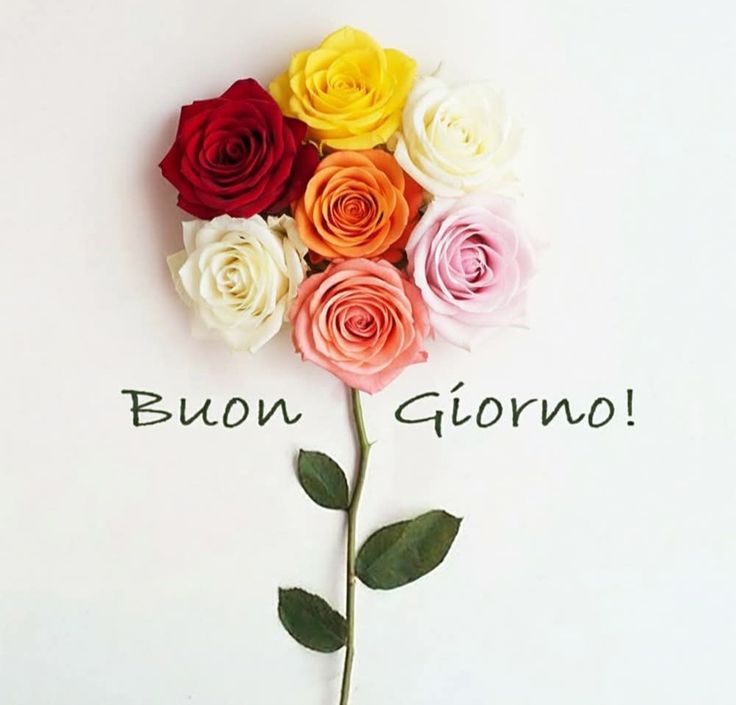 immagini buongiorno buon venerdi gif
